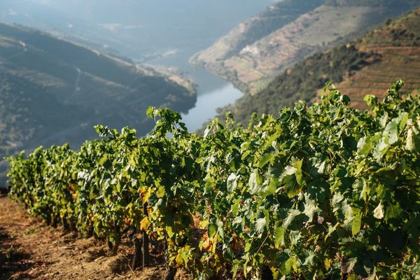 Comment planifier une visite des vignobles de Porto en bateau ?